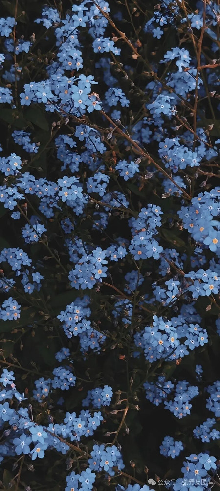 焊在屏幕里的壁纸